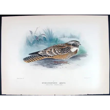 Spotted Nightjar by Roland Green – Birds of Australia