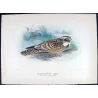 Spotted Nightjar (*Eurostopodus argus*) – Original lithograph by Roland Green, Mathews (1910–27)