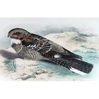 Large-tailed Nightjar by Roland Green – Birds of Australia