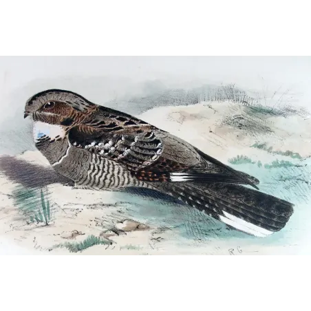 Large-tailed Nightjar by Roland Green – Birds of Australia