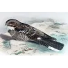 Large-tailed Nightjar (Caprimulgus macrurus) – Original lithograph by Roland Green, Mathews (1910–27)