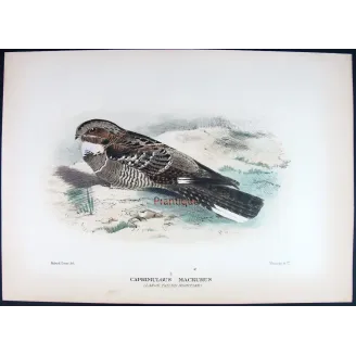 Large-tailed Nightjar by Roland Green – Birds of Australia