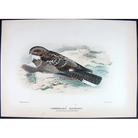 Large-tailed Nightjar by Roland Green – Birds of Australia
