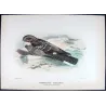 Large-tailed Nightjar (Caprimulgus macrurus) – Original lithograph by Roland Green, Mathews (1910–27)