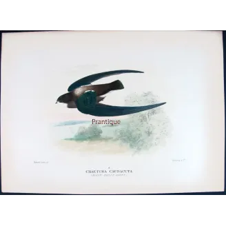 Spine-tailed Swift – Roland Green – The Birds of Australia