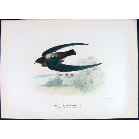 Spine-tailed Swift – Roland Green – The Birds of Australia