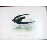 Spine-tailed Swift (*Chaetura caudacuta*) – Original lithograph by Roland Green, Mathews (1910–27)
