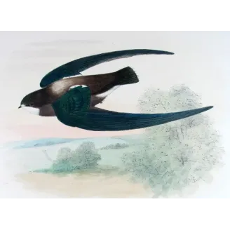 Spine-tailed Swift – Roland Green – The Birds of Australia