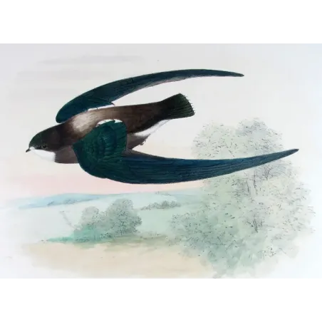 Spine-tailed Swift – Roland Green – The Birds of Australia