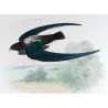 Spine-tailed Swift (*Chaetura caudacuta*) – Original lithograph by Roland Green, Mathews (1910–27)