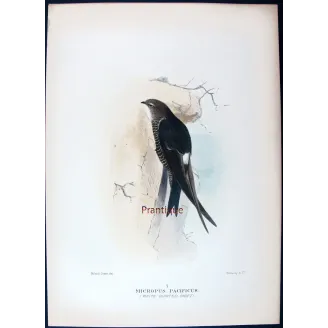 Pacific Swift – Roland Green – The Birds of Australia