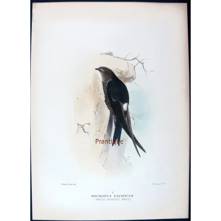 Pacific Swift – Roland Green – The Birds of Australia