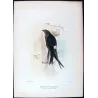 Pacific Swift (*Micropus pacificus*) – Original lithograph by Roland Green, Mathews (1910–27)