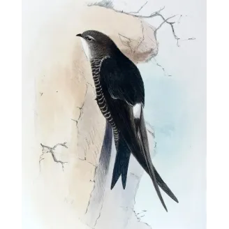 Pacific Swift – Roland Green – The Birds of Australia