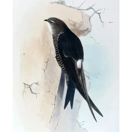 Pacific Swift – Roland Green – The Birds of Australia