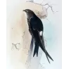 Pacific Swift (*Micropus pacificus*) – Original lithograph by Roland Green, Mathews (1910–27)