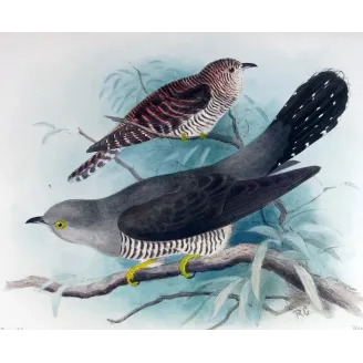 Oriental Cuckoo – Roland Green – The Birds of Australia