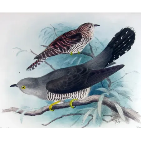 Oriental Cuckoo – Roland Green – The Birds of Australia