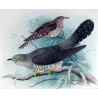 Oriental Cuckoo (*Cuculus optatus*) – Original lithograph by Roland Green, Mathews (1910–27)