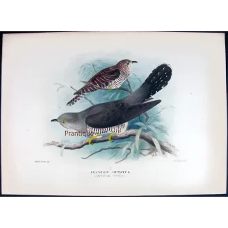 Oriental Cuckoo – Roland Green – The Birds of Australia