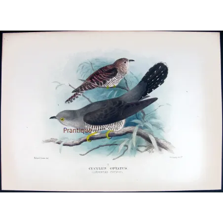 Oriental Cuckoo – Roland Green – The Birds of Australia