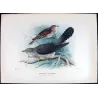 Oriental Cuckoo (*Cuculus optatus*) – Original lithograph by Roland Green, Mathews (1910–27)