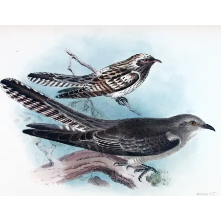 Pallid Cuckoo – Henrik Grønvold – The Birds of Australia