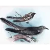 Pallid Cuckoo (*Heteroscenes pallidus*) – Original lithograph by Henrik Grønvold, Mathews (1910–27)