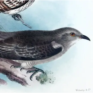 Pallid Cuckoo – Henrik Grønvold – The Birds of Australia