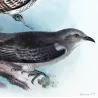 Pallid Cuckoo (*Heteroscenes pallidus*) – Original lithograph by Henrik Grønvold, Mathews (1910–27)