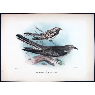 Pallid Cuckoo – Henrik Grønvold – The Birds of Australia