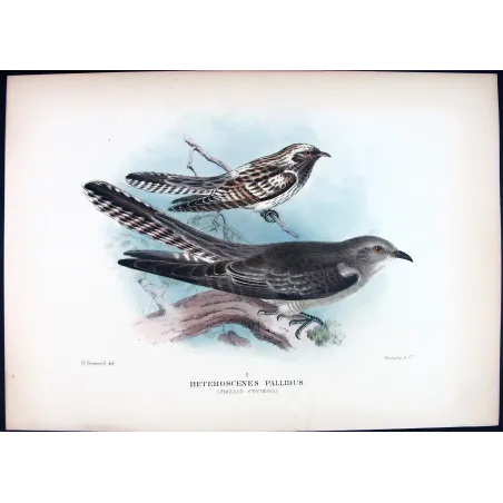 Pallid Cuckoo – Henrik Grønvold – The Birds of Australia
