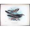 Pallid Cuckoo (*Heteroscenes pallidus*) – Original lithograph by Henrik Grønvold, Mathews (1910–27)