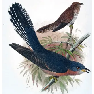 Fan-tailed Cuckoo – Henrik Grønvold – The Birds of Australia