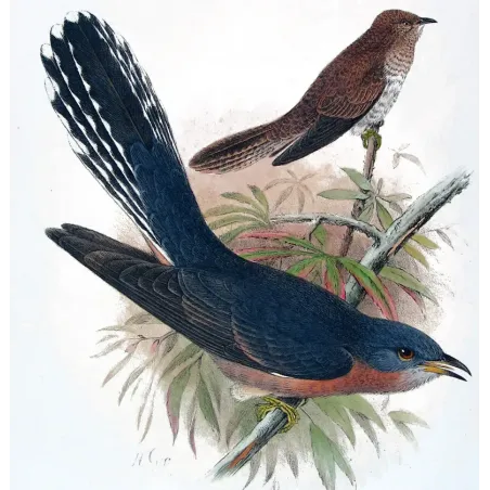 Fan-tailed Cuckoo – Henrik Grønvold – The Birds of Australia