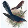Fan-tailed Cuckoo (*Cacomantis rubricatus*) – Original lithograph by Henrik Grønvold, Mathews (1910–27)