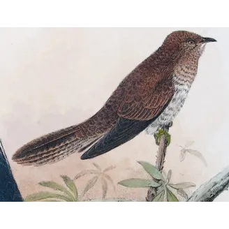 Fan-tailed Cuckoo – Henrik Grønvold – The Birds of Australia