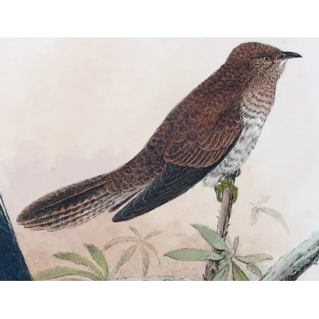 Fan-tailed Cuckoo – Henrik Grønvold – The Birds of Australia