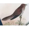 Fan-tailed Cuckoo (*Cacomantis rubricatus*) – Original lithograph by Henrik Grønvold, Mathews (1910–27)