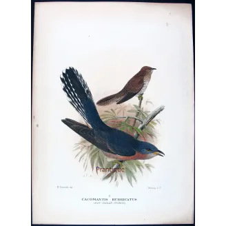 Fan-tailed Cuckoo – Henrik Grønvold – The Birds of Australia
