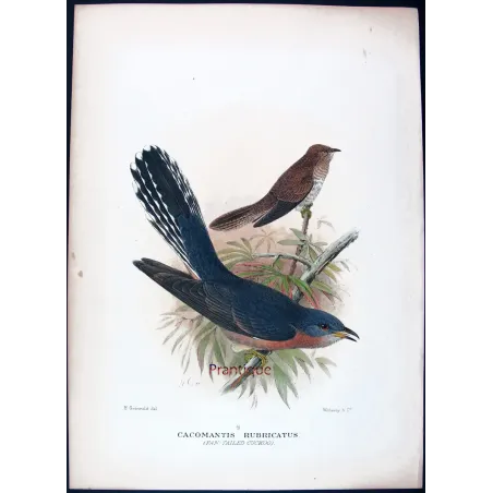 Fan-tailed Cuckoo – Henrik Grønvold – The Birds of Australia