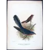 Fan-tailed Cuckoo (*Cacomantis rubricatus*) – Original lithograph by Henrik Grønvold, Mathews (1910–27)