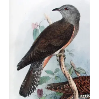 Square-tailed Cuckoo – Henrik Grønvold – The Birds of Australia