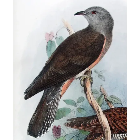 Square-tailed Cuckoo – Henrik Grønvold – The Birds of Australia