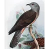 Square-tailed Cuckoo (*Cacomantis pyrrophanus*) – Original lithograph by Henrik Grønvold, Mathews (1910–27)