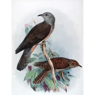 Square-tailed Cuckoo – Henrik Grønvold – The Birds of Australia