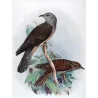 Square-tailed Cuckoo (*Cacomantis pyrrophanus*) – Original lithograph by Henrik Grønvold, Mathews (1910–27)