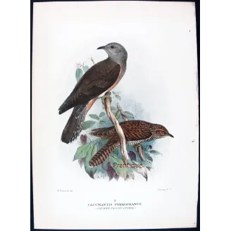 Square-tailed Cuckoo – Henrik Grønvold – The Birds of Australia