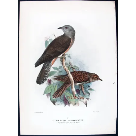 Square-tailed Cuckoo – Henrik Grønvold – The Birds of Australia