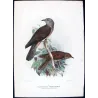 Square-tailed Cuckoo (*Cacomantis pyrrophanus*) – Original lithograph by Henrik Grønvold, Mathews (1910–27)